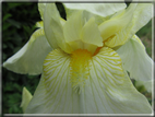 foto Fiori